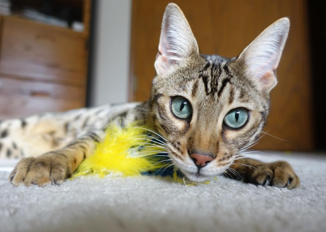 中超联赛新赛季正式拉开帷幕,中超 新赛季