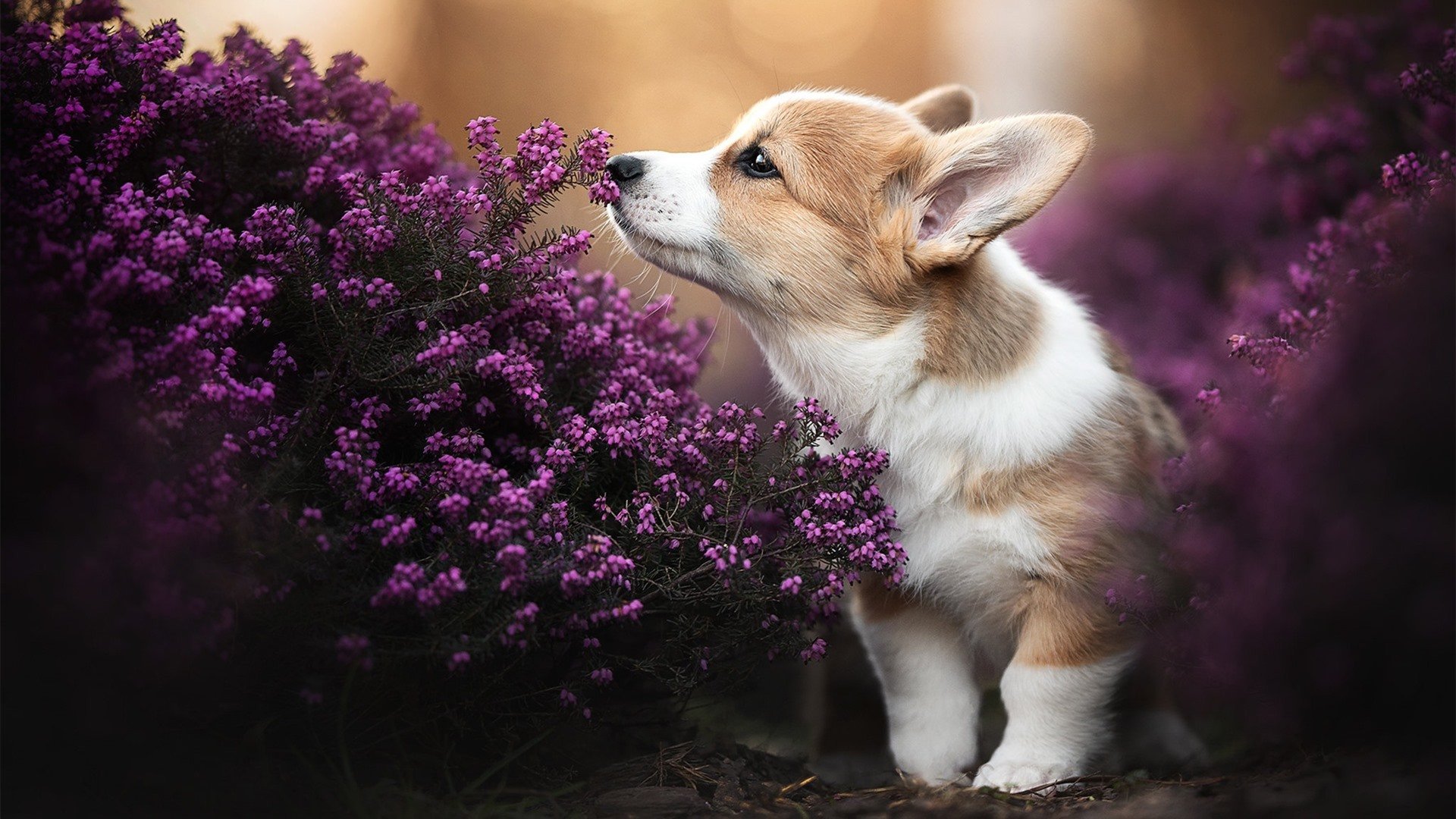 “西甲强队迎来关键比赛,争夺晋级积分”,西甲参赛队伍