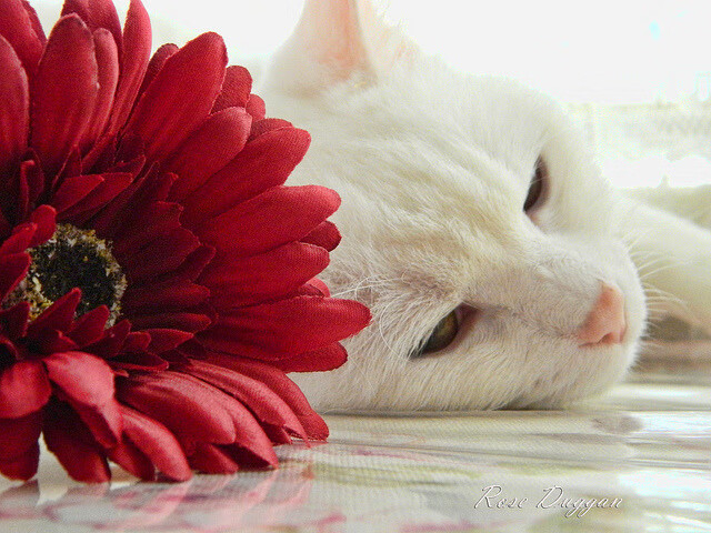 “西甲明星球员连场建功，比赛精彩纷呈”，西甲名人