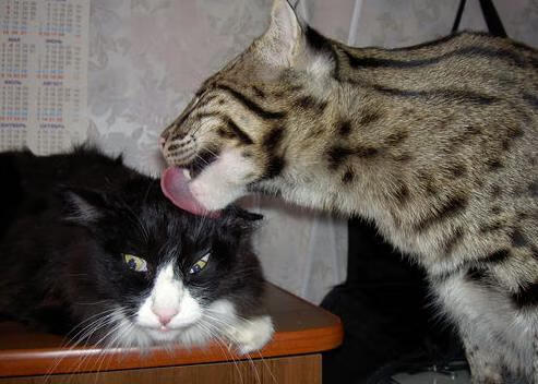 “英超争夺战失误频发,榜首格局摇摆不定”,“英超”