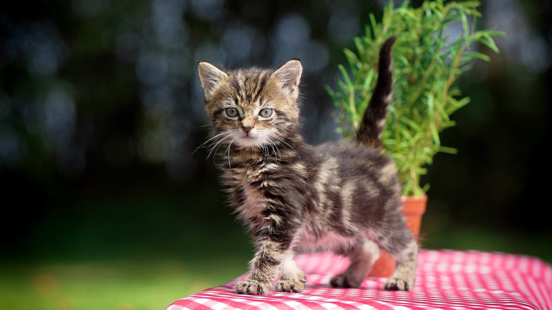 墨西哥马术协会举办国际马术科技大会，推动行业技术交流与合作。